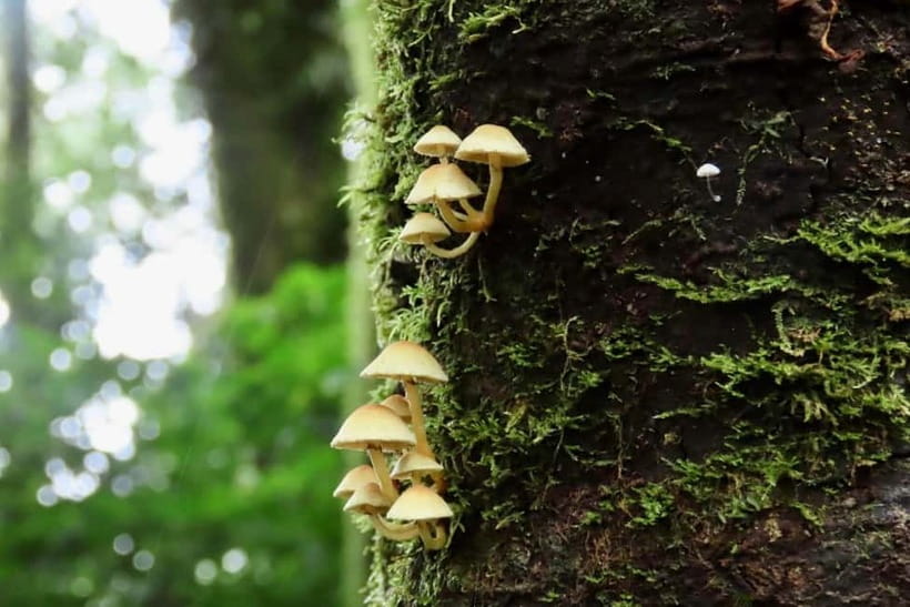 Chiang Mai: Doi Inthanon National Park and Kew Mae Pan Tour - Wachirathan Waterfall closes the day well