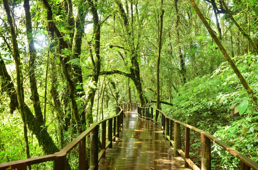 Chiang Mai: Doi Inthanon National Park Private Tour - Lunch in the national park