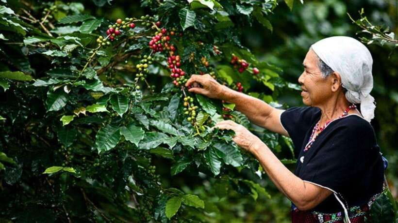 Chiang Mai: Doi Inthanon National Park Sightseeing Only - Doi Inthanon summit and the Ang Ka forest