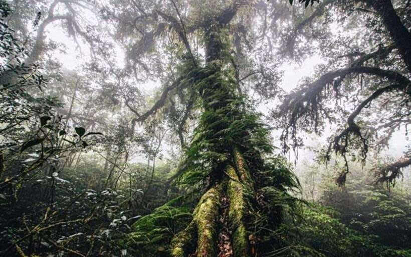 Chiang Mai: Doi Inthanon National Park Sightseeing Only - The King and Queen Pagodas above the clouds
