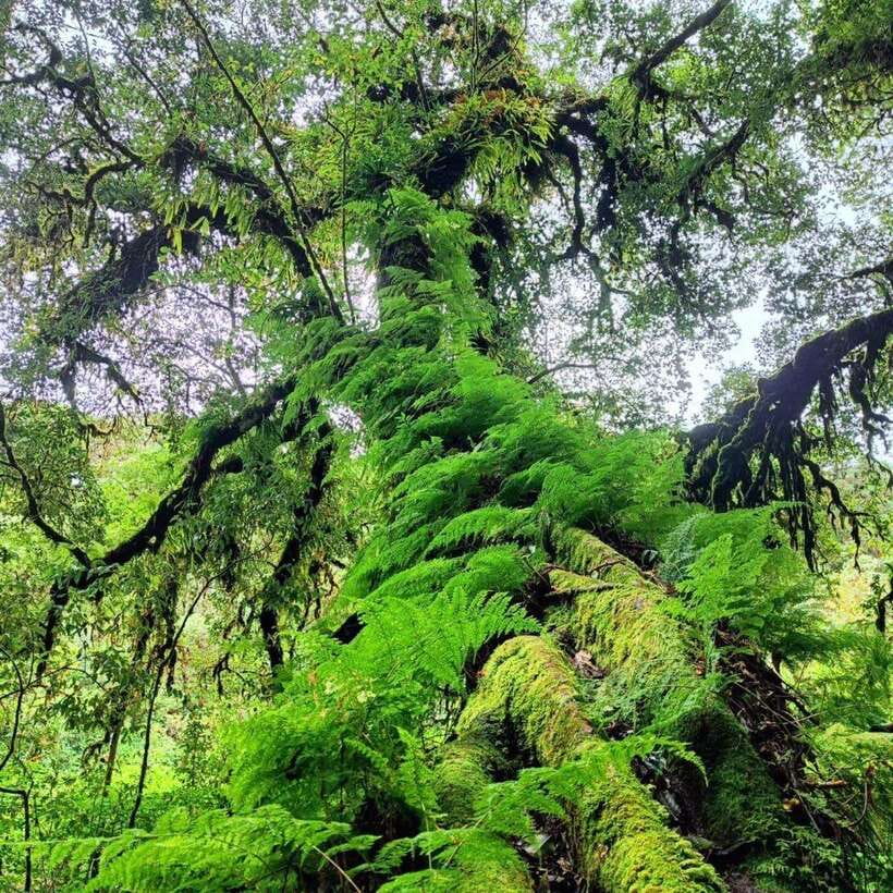 Chiang Mai: Doi Inthanon National Park & Waterfall Day Tour - Why Doi Inthanon works as a day from Chiang Mai