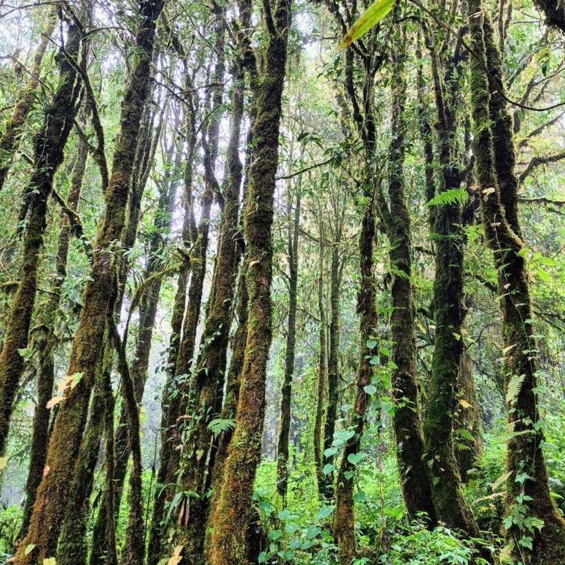 Chiang Mai: Doi Inthanon National Park & Waterfall Day Tour - The twin pagodas and their garden views