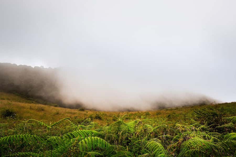 Chiang Mai: Doi Inthanon National Park, Waterfall & Lunch - Five things to know before you book