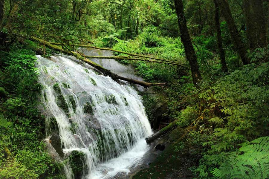 Chiang Mai: Doi Inthanon National Park, Waterfall & Lunch - Pickup from Chiang Mai and the long mountain road