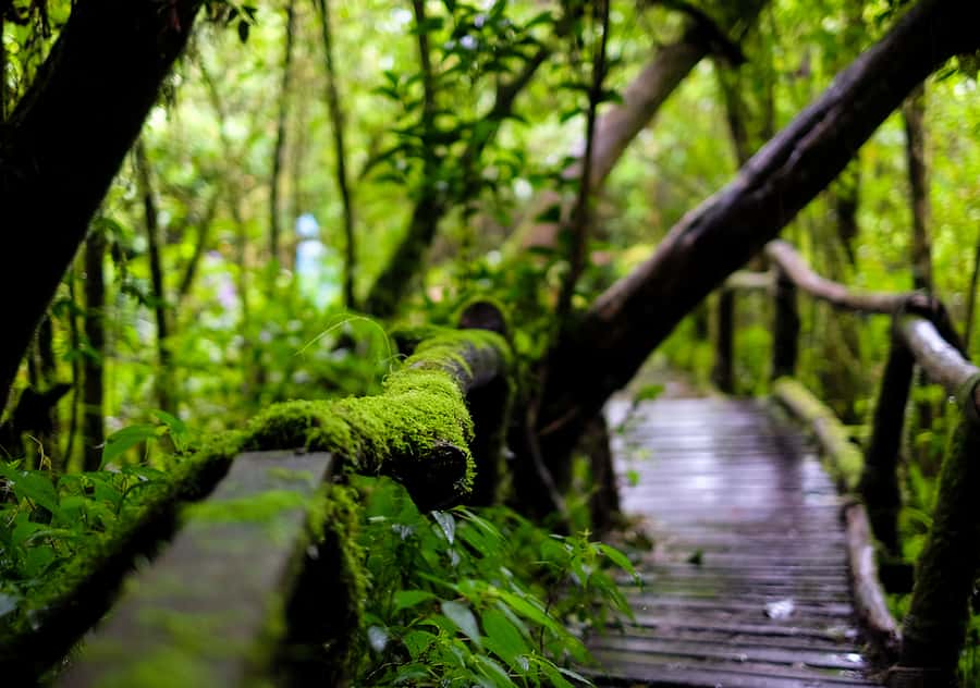 Chiang Mai: Doi Inthanon National Park with Ticket & Lunch - The two-hour ride from Chiang Mai