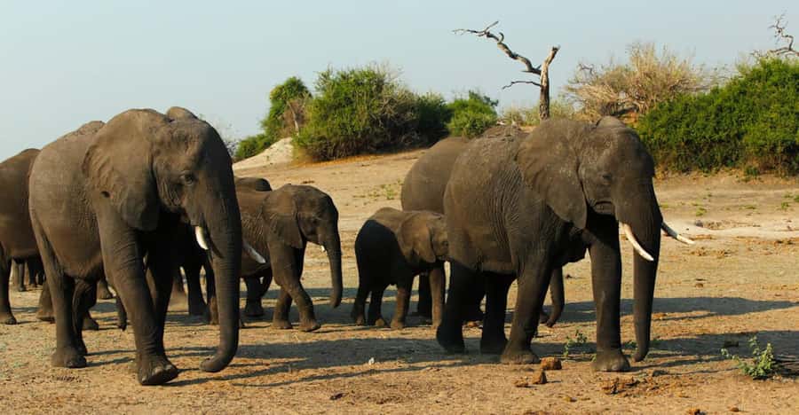 Chobe National Park: 3-Hour Game Drive - Key points to know before booking