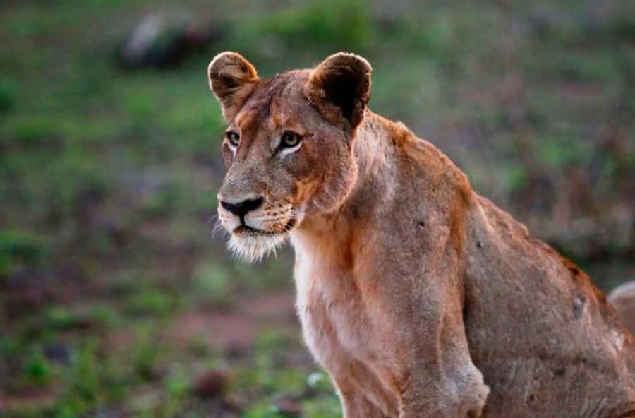 Chobe National Park: 3-Hour Game Drive - Paying the Chobe entrance fee
