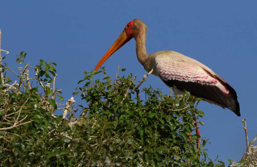 Chobe National Park: 3-Hour Game Drive - Inside the open-sided 4x4