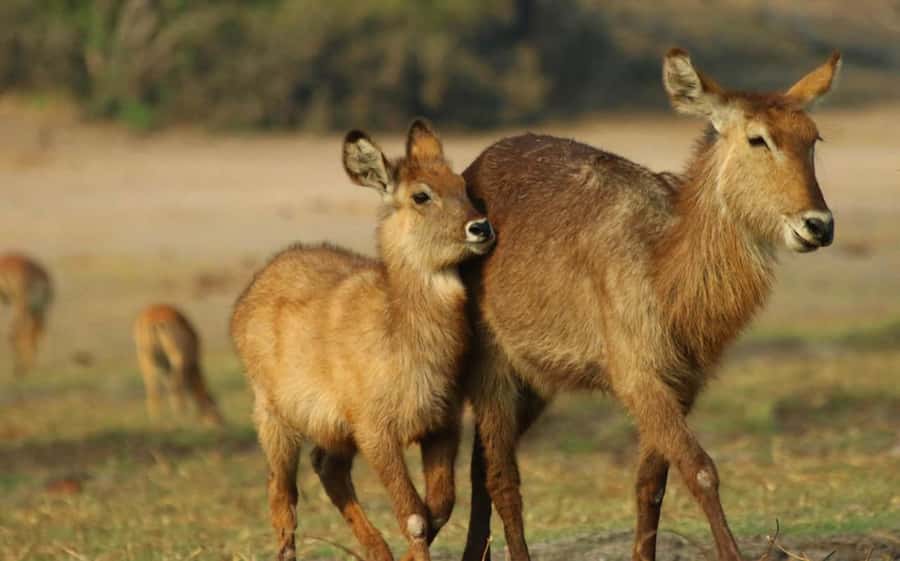 Chobe National Park: 3-Hour Game Drive - What the guide adds to the morning