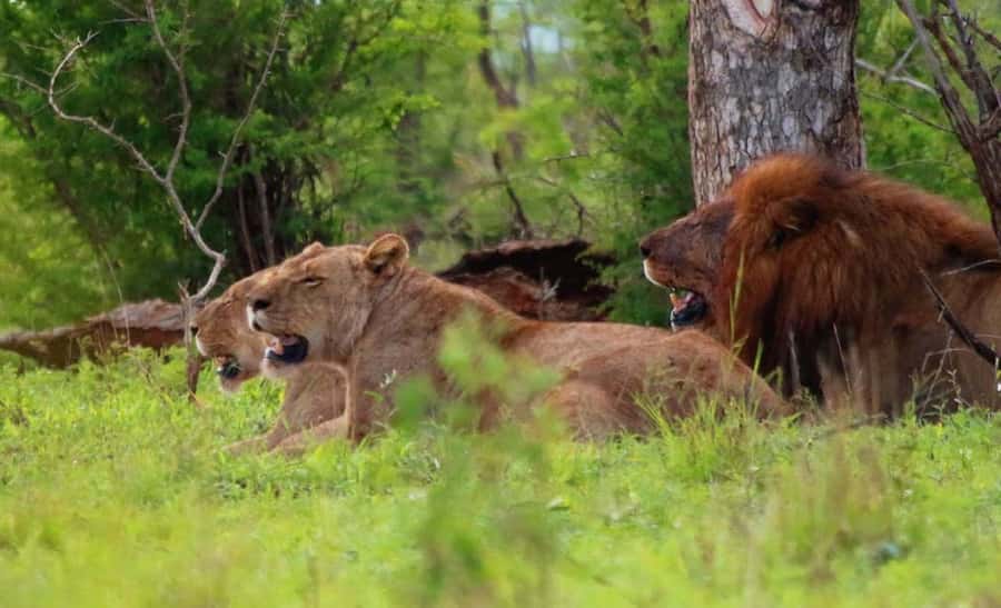 Chobe National Park: 3-Hour Game Drive - Three hours among elephants, birds, and big game