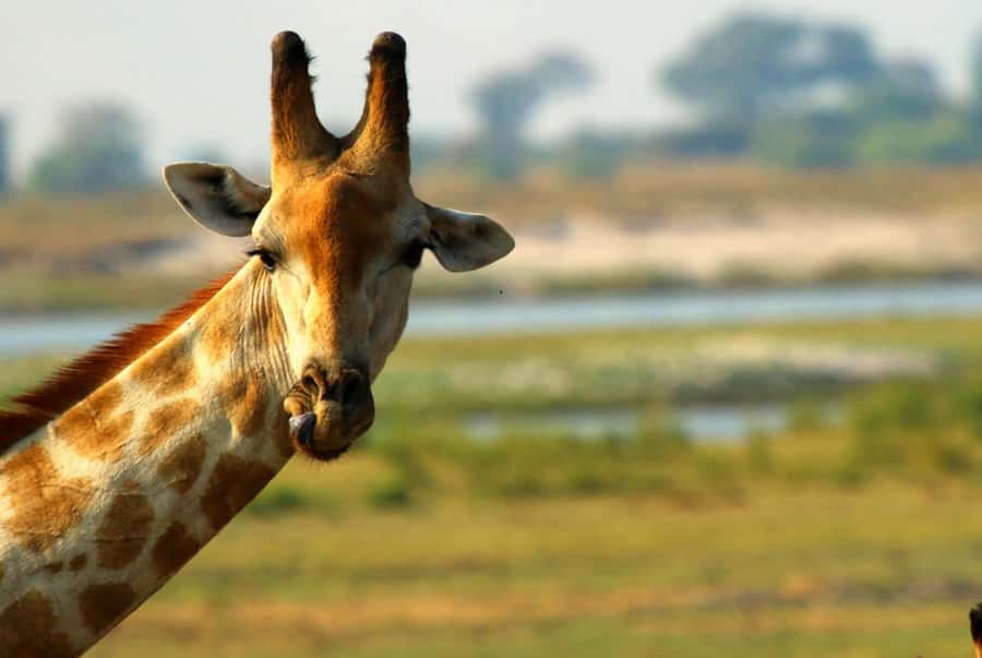Chobe National Park: 3-Hour Game Drive - Group size, comfort, and the meaning of private