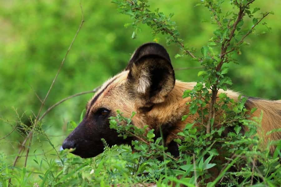 Chobe National Park: 3-Hour Game Drive - Reliability and communication