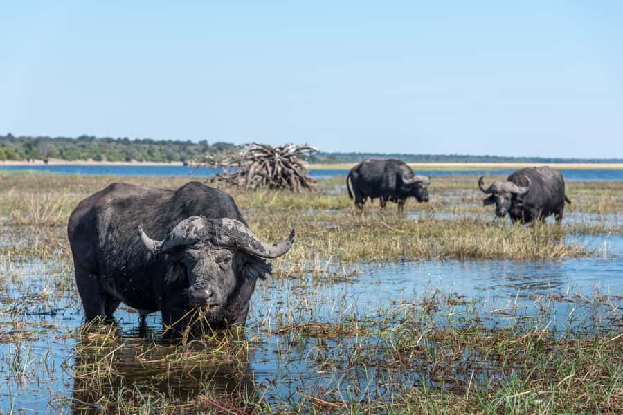 Chobe National Park: Day Trip, Safari drive & River Cruise - Key points at a glance