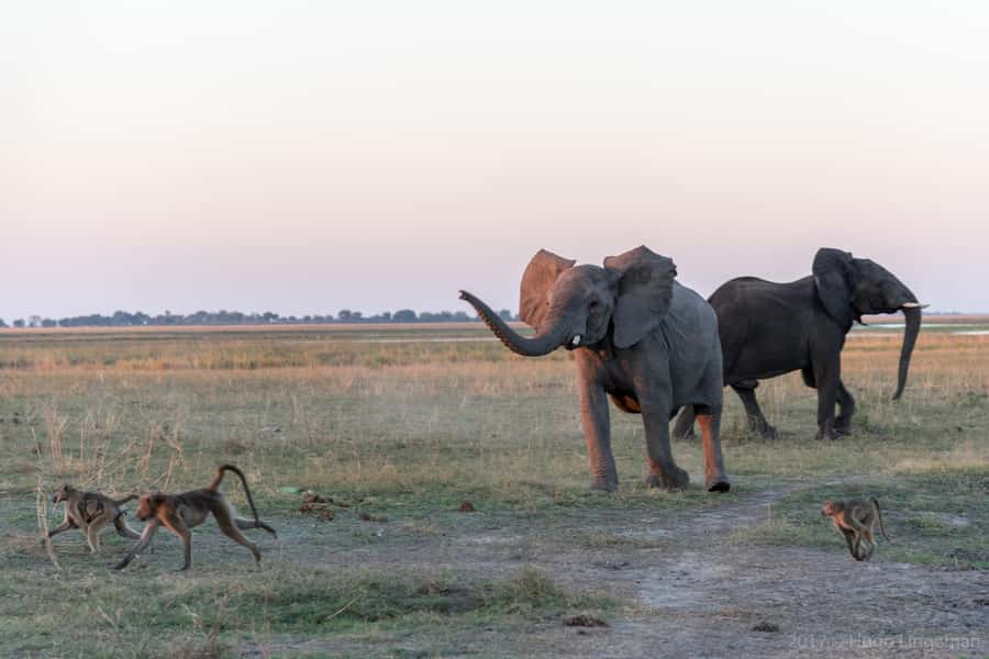 Chobe National Park: Day Trip, Safari drive & River Cruise - Why Chobe works so well as a day trip