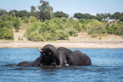 Chobe National Park: Day Trip, Safari drive & River Cruise