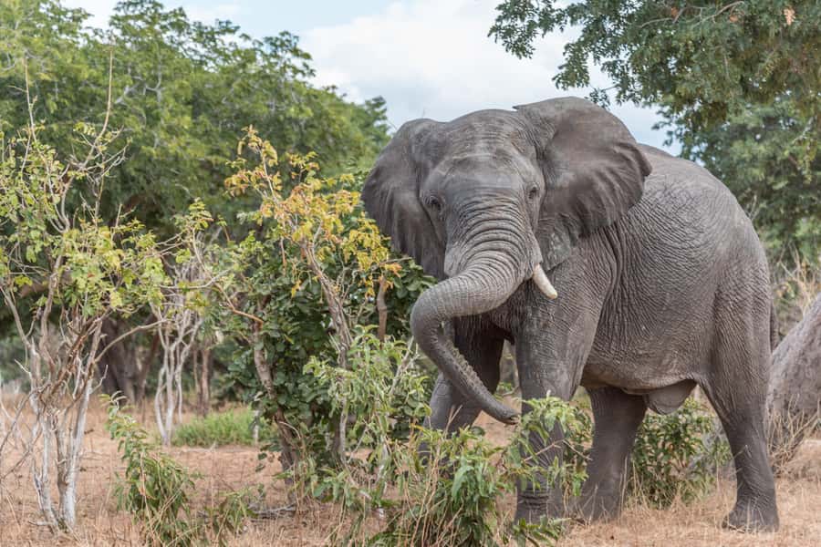 Chobe National Park: Day Trip, Safari drive & River Cruise - The Kasane lunch stop