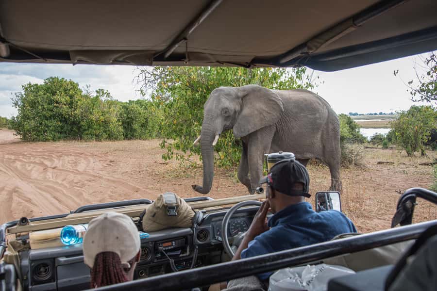 Chobe National Park: Day Trip, Safari drive & River Cruise - The 3.5-hour Chobe River cruise