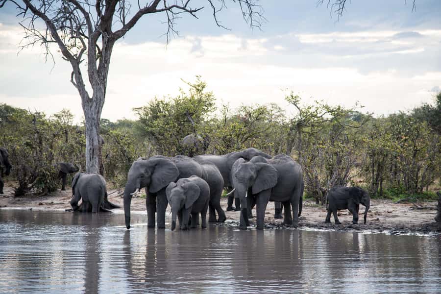 Chobe National Park: Day Trip, Safari drive & River Cruise - Guides, group size, and how the day feels