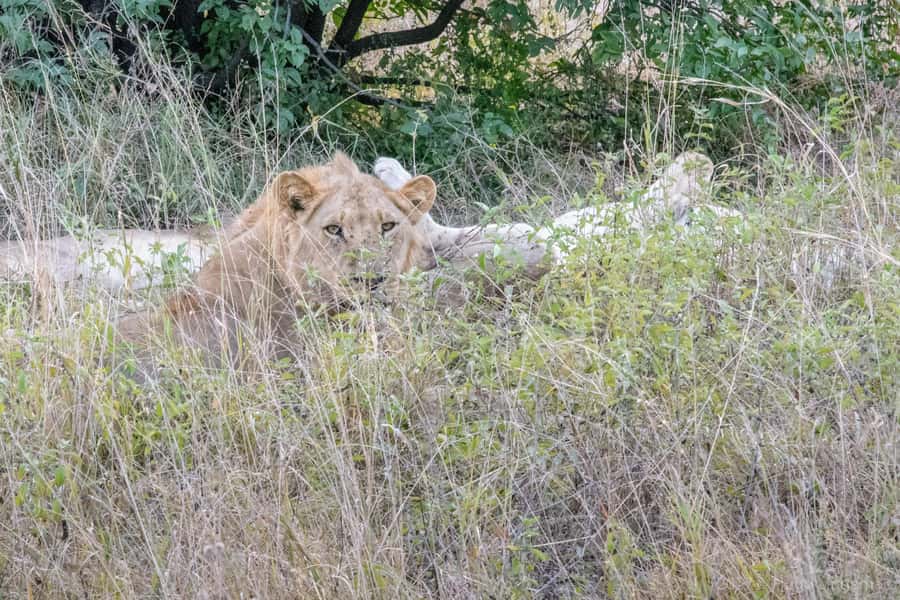 Chobe National Park: Day Trip, Safari drive & River Cruise - Is the $190 price good value?
