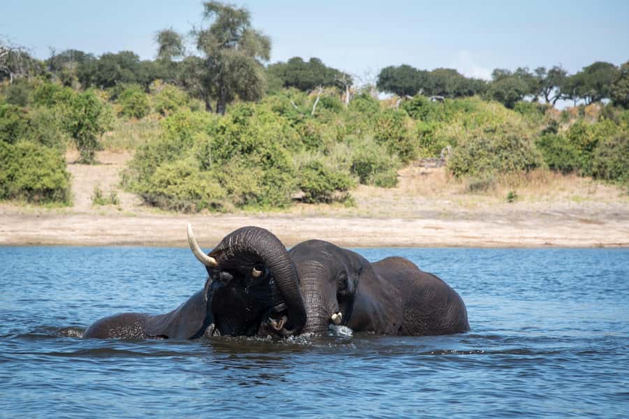 Chobe National Park: Day Trip, Safari drive & River Cruise - The early pickup from Livingstone or Victoria Falls
