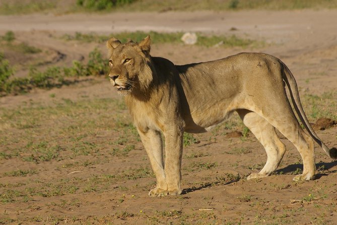 Chobe National Park Full Day Safari (Botswana) - Why Chobe makes a good add-on from Victoria Falls