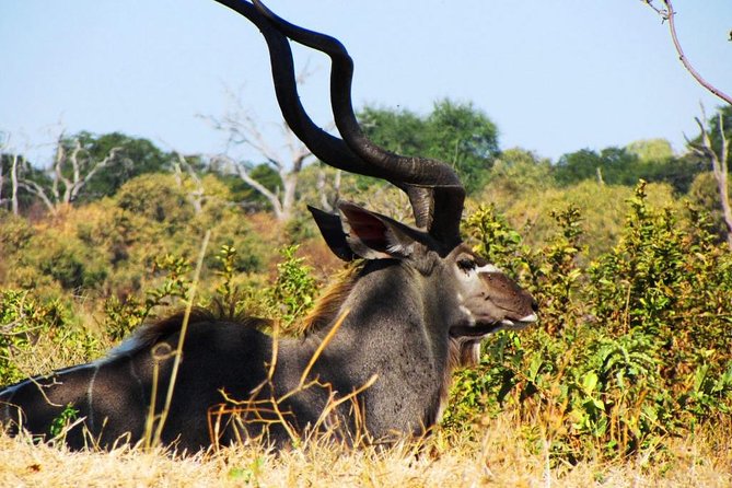 Chobe National Park Full Day Safari (Botswana) - How long the day really feels