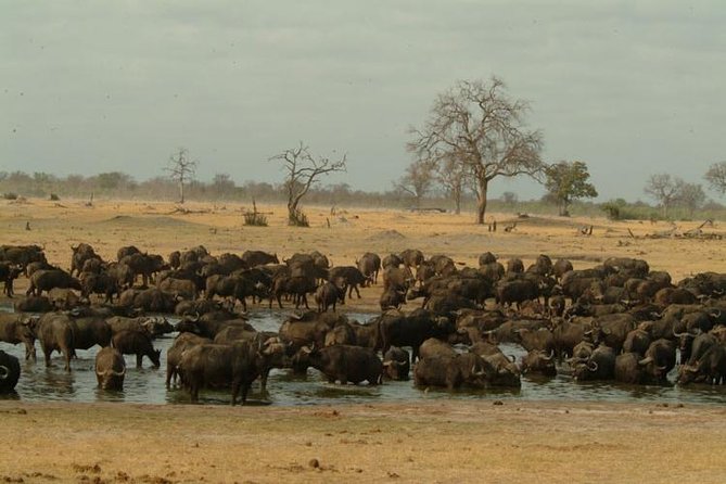 Chobe National Park Full Day Safari (Botswana) - The early pickup and border crossing
