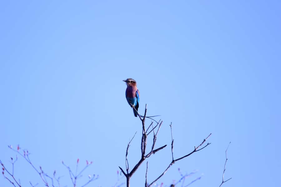 Chobe National Park: Game Drive, Boat Tour, and Lunch - Key points at a glance