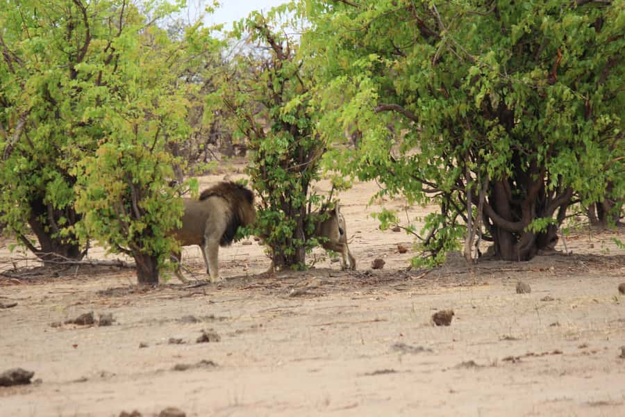 Chobe National Park: Game Drive, Boat Tour, and Lunch - Why this Chobe day trip is worth considering