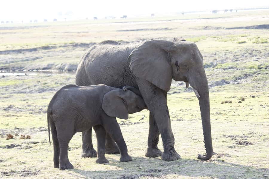 Chobe National Park: Game Drive, Boat Tour, and Lunch - The afternoon Chobe River cruise