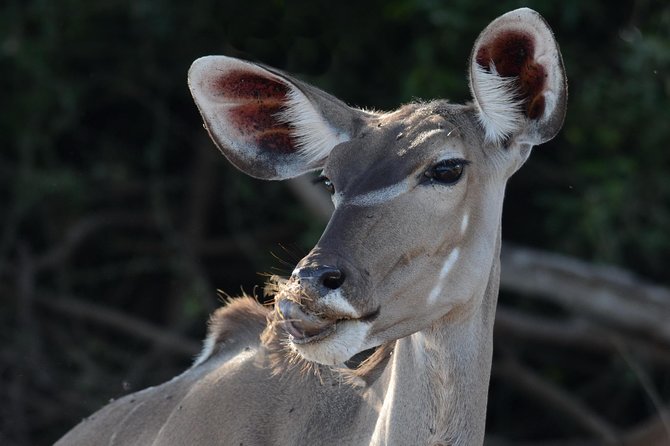 Chobe National Park Game Drive, Botswana - Key points to know before booking