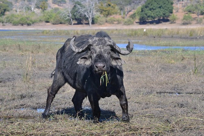 Chobe National Park Game Drive, Botswana - Snacks, drinks, and the halfway pause