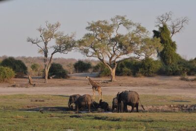 Chobe National Park Game Drive, Botswana