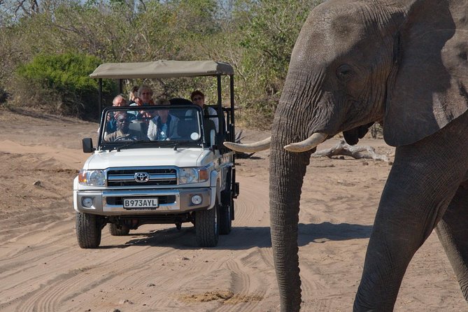 Chobe National Park Game Drive, Botswana - Guides who improve the experience