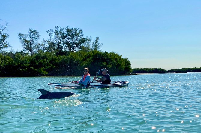 Clear Kayak Tour of Shell Key Preserve and Tampa Bay Area - How difficult is the kayaking?