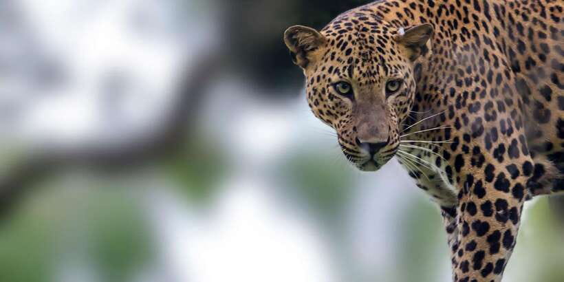 Colombo/Bentota/Kalutara/Ahungalla: Yala Safari Tour - What the $124 Yala safari really includes