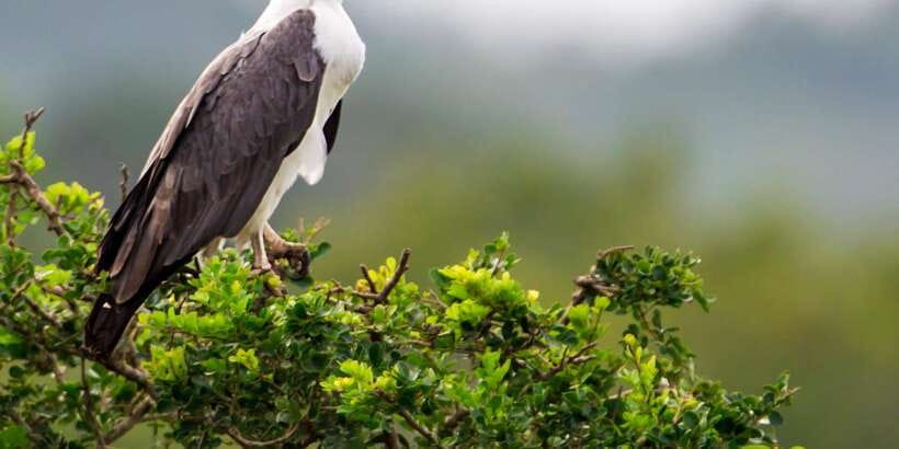 Colombo/Bentota/Kalutara/Ahungalla: Yala Safari Tour - Why the guide matters more than the vehicle