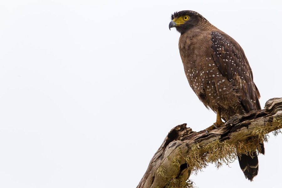 Colombo/Bentota/Kalutara/Ahungalla: Yala Safari Tour - Who should book this day trip?