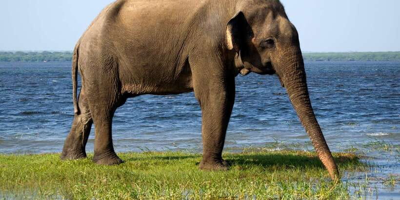 Colombo/Bentota/Kalutara/Ahungalla: Yala Safari Tour - The early road to Yala from Colombo and the coast