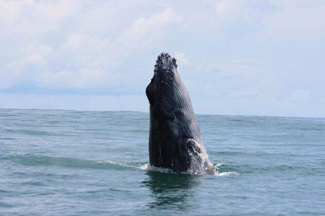 Combo Tour Marino Ballena National Park - Key points to know before you book