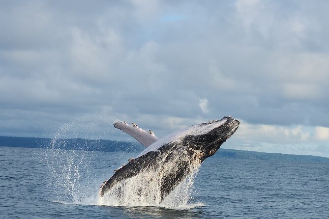 Combo Tour Marino Ballena National Park - Setting out from Uvita and Marino Ballena National Park