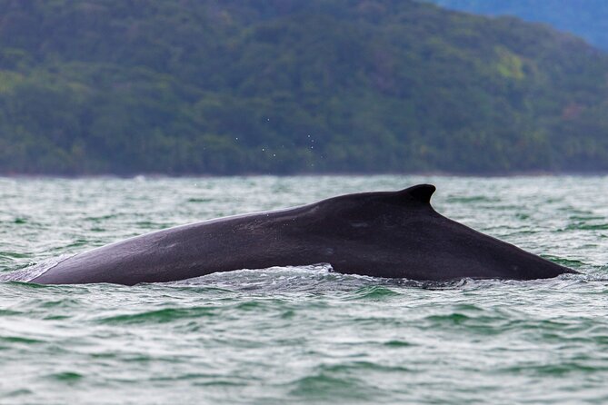 Combo Tour Marino Ballena National Park - Whales, dolphins, turtles, and birds