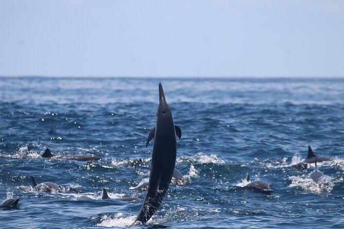 Combo Tour Marino Ballena National Park - Snorkeling, swimming, and the beach stop