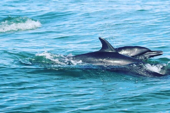 Combo Tour Marino Ballena National Park - How much value do you get for $84.42?