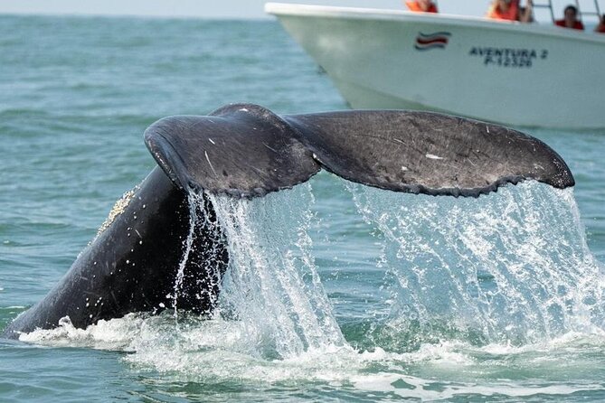 Combo Tour Marino Ballena National Park - Guides, service, and group size