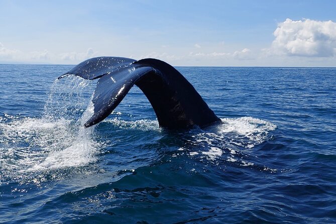 Combo Tour Marino Ballena National Park - Who should book this tour?