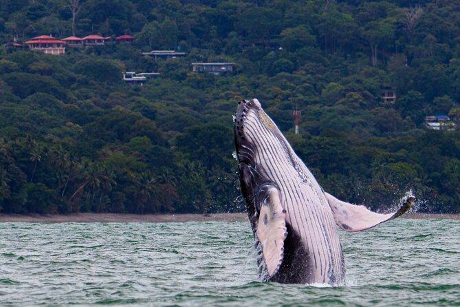 Combo Tour Marino Ballena National Park - What the three-hour route feels like
