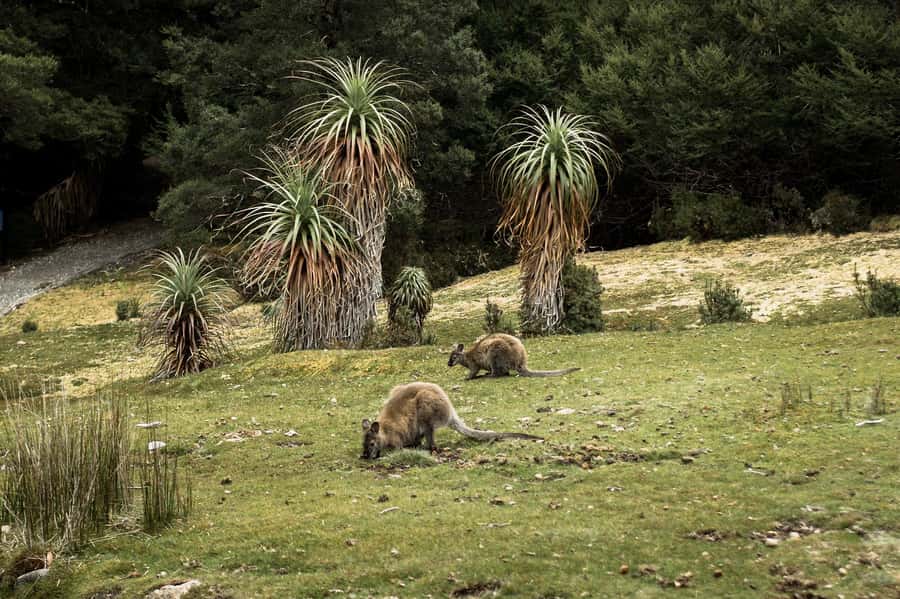 Cradle Mountain National Park by Coach from Launceston - Ashgrove Cheese Farm adds a taste of Tasmania