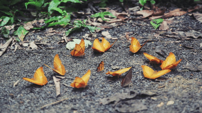 Cuc Phuong National Park Hiking Tour - Hiking through the primary forest to the ancient tree