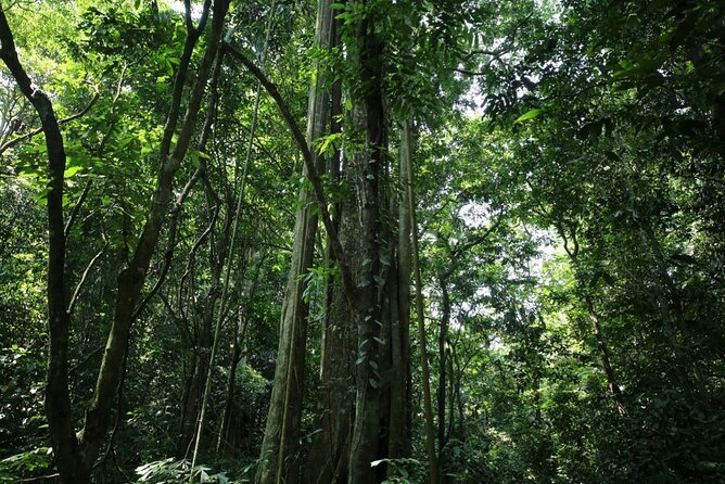 Cuc Phuong National Park Private Day Tour: Trekking & Primates - Lunch at a house on stilts